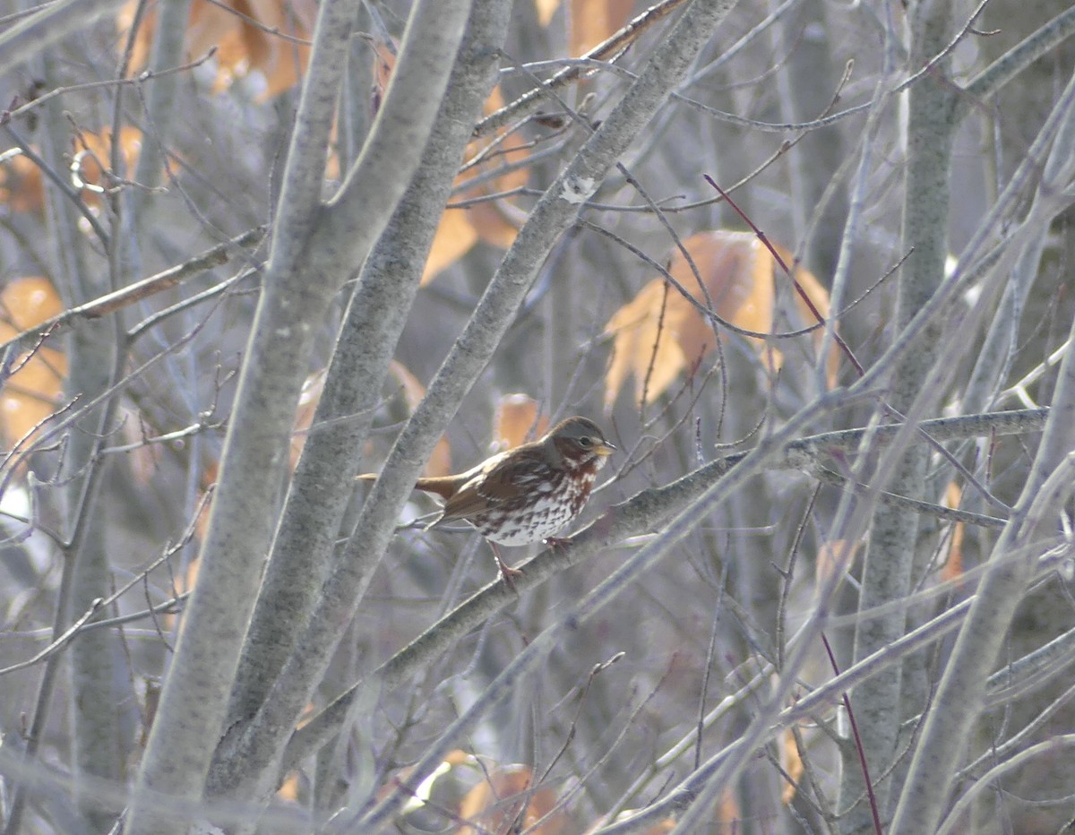 Fox Sparrow - ML645519637