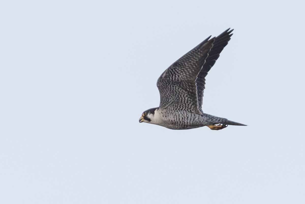 Faucon pèlerin - ML645519657