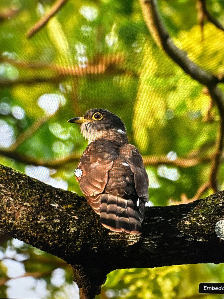 Малайская кукушка - ML645519676