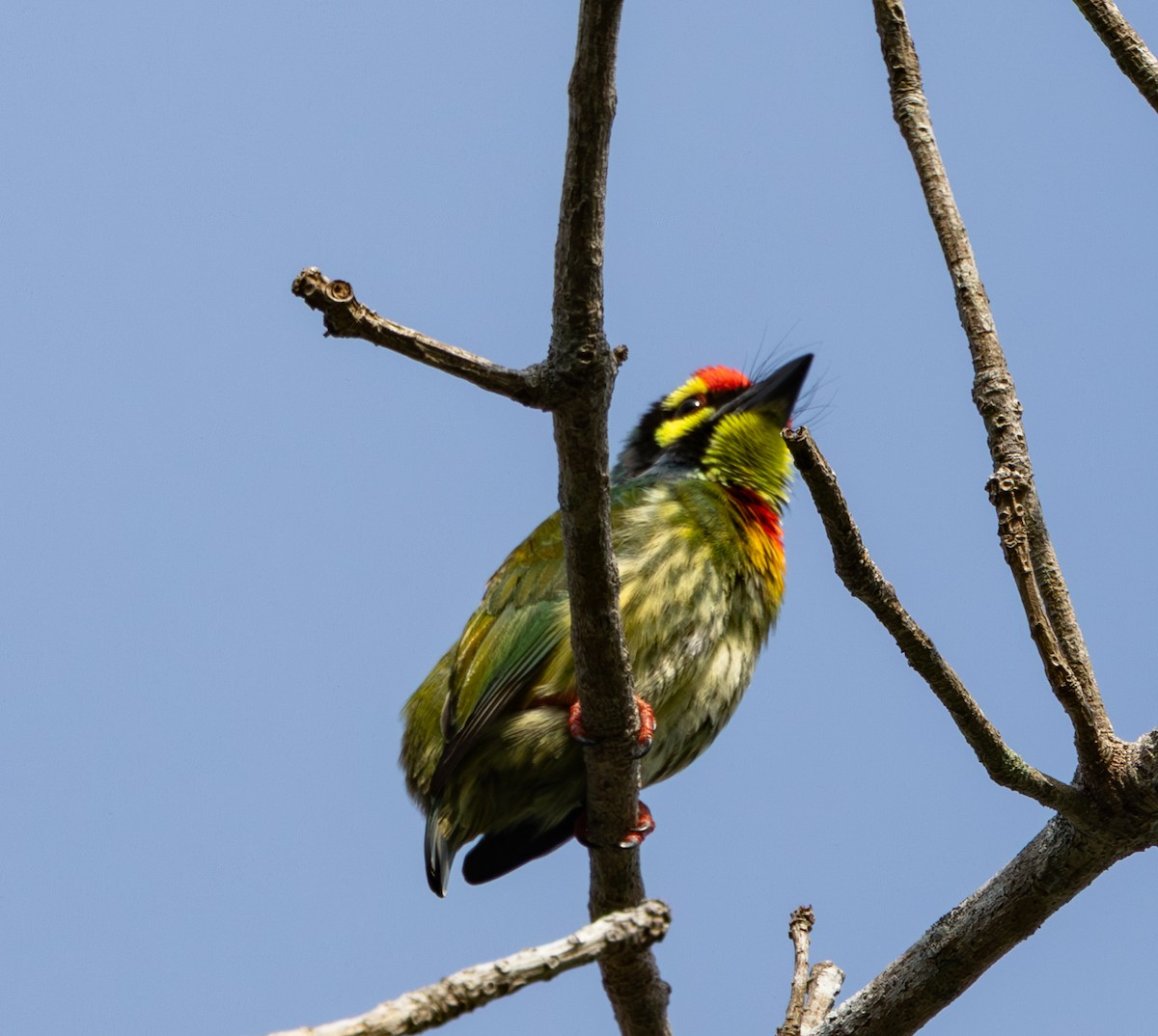 Coppersmith Barbet - ML645519679