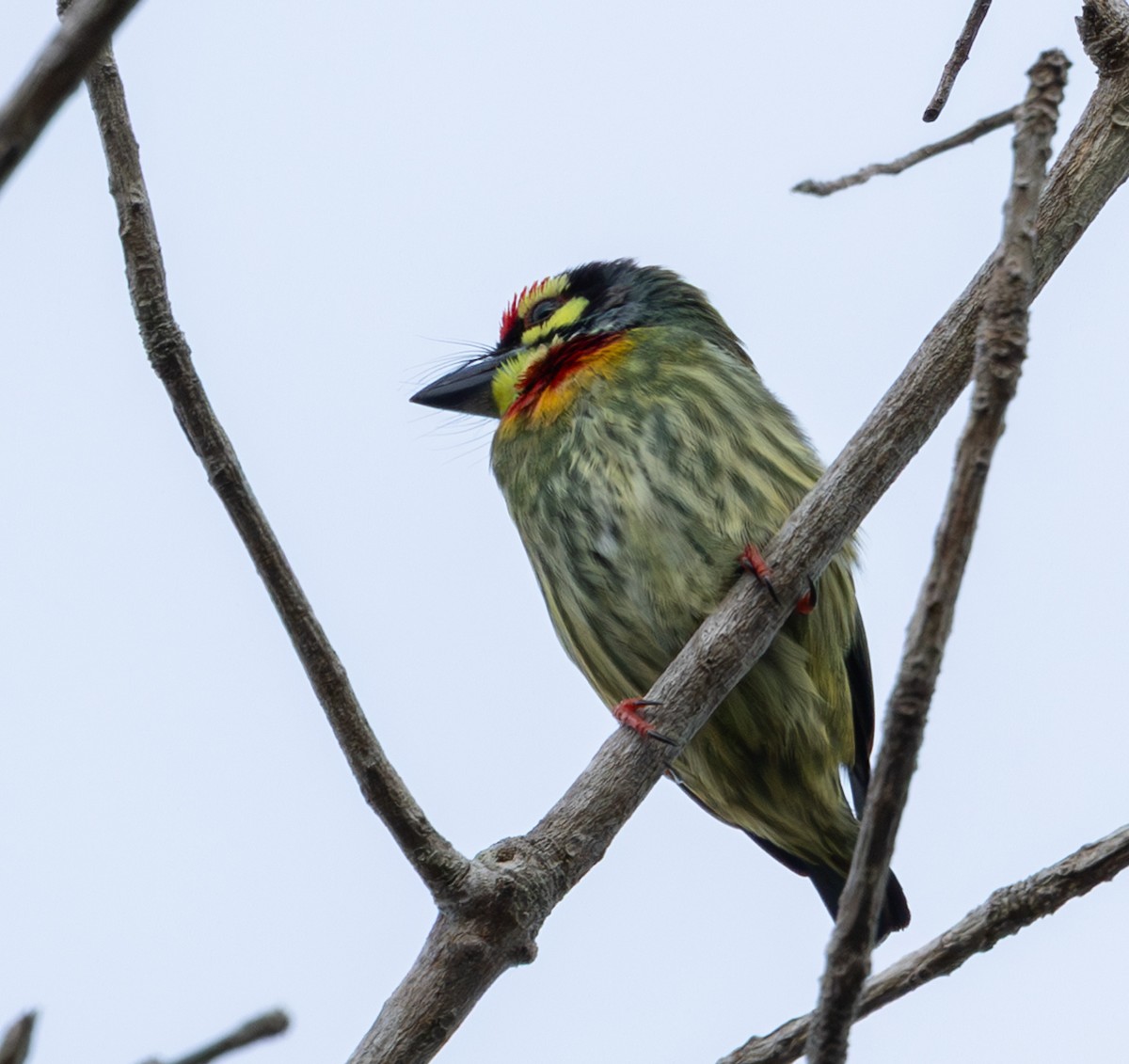 Coppersmith Barbet - ML645519681
