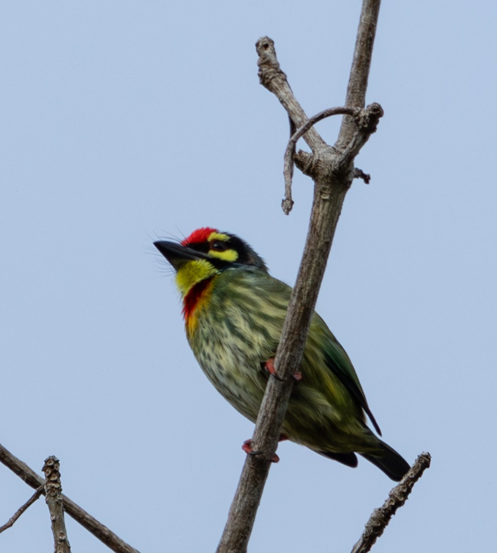 Coppersmith Barbet - ML645519684