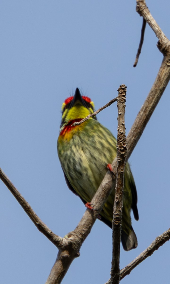 Coppersmith Barbet - ML645519698