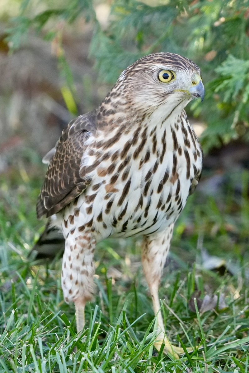Cooper's Hawk - ML645519699