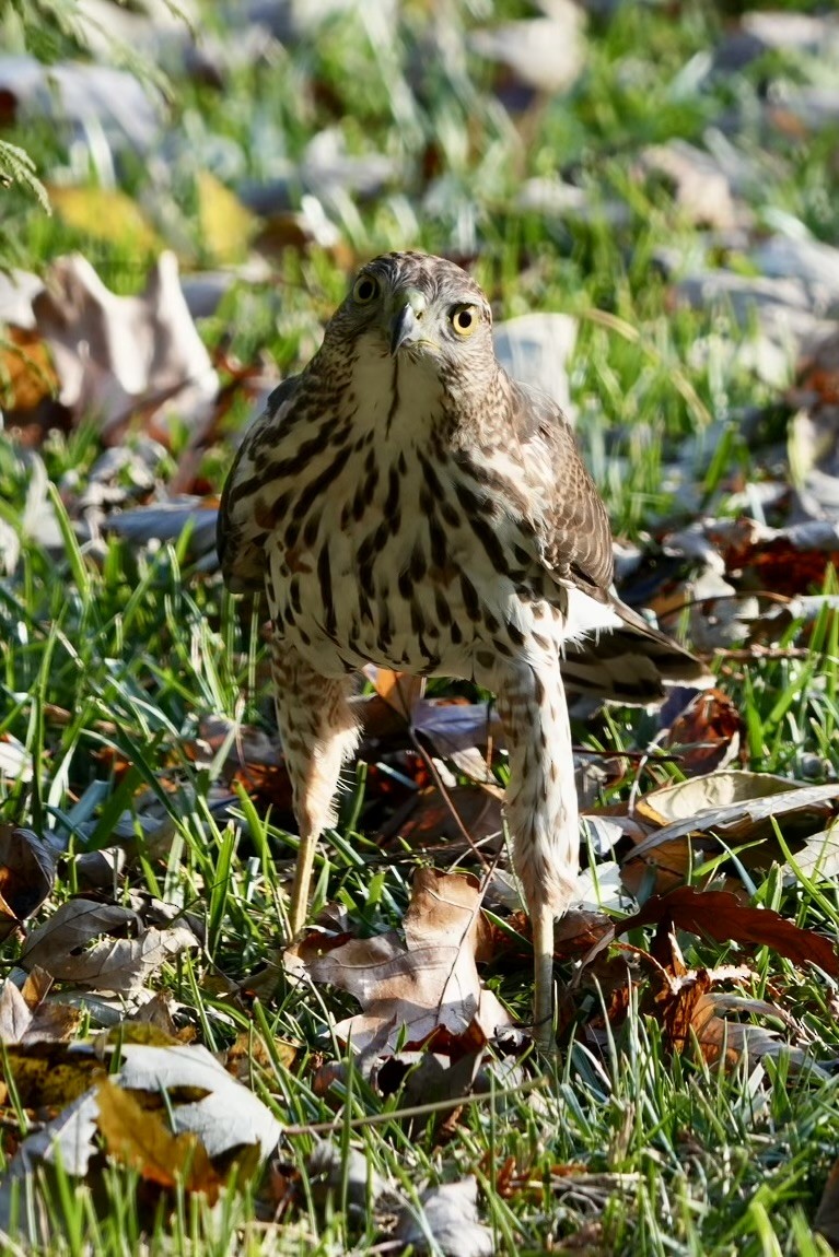Cooper's Hawk - ML645519700