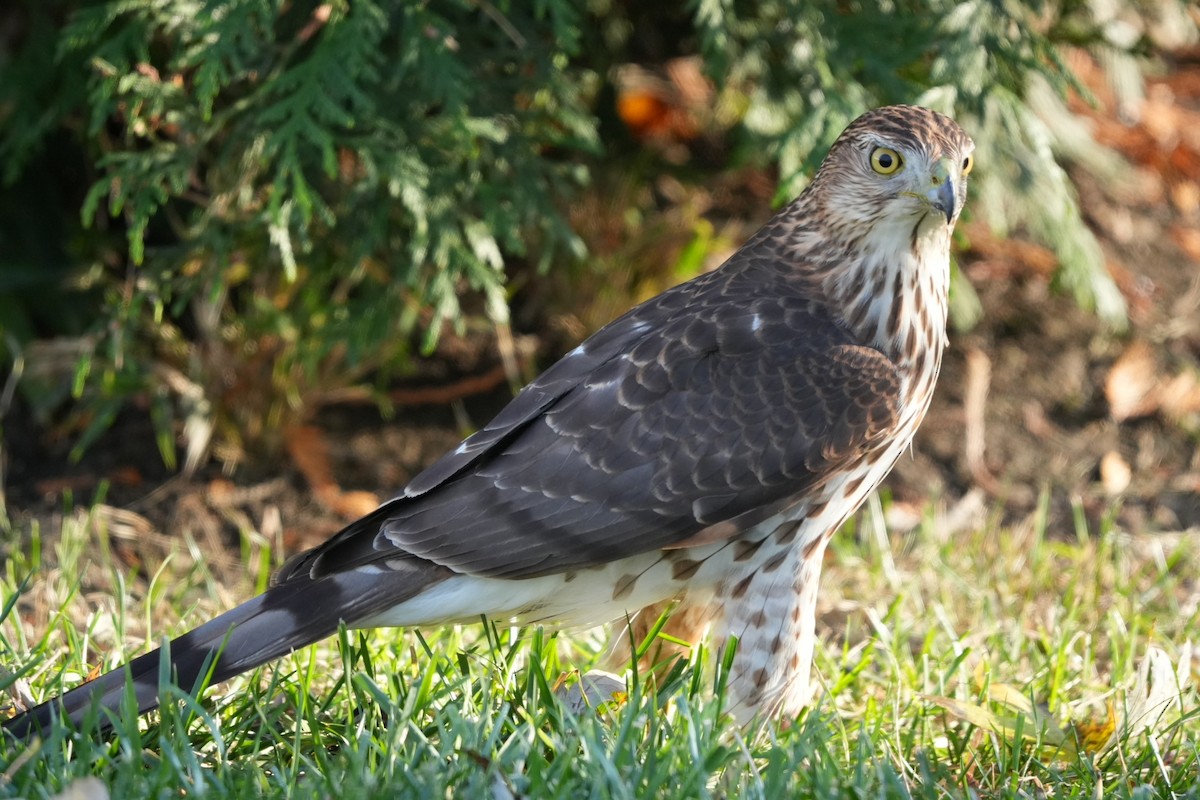 Cooper's Hawk - ML645519701