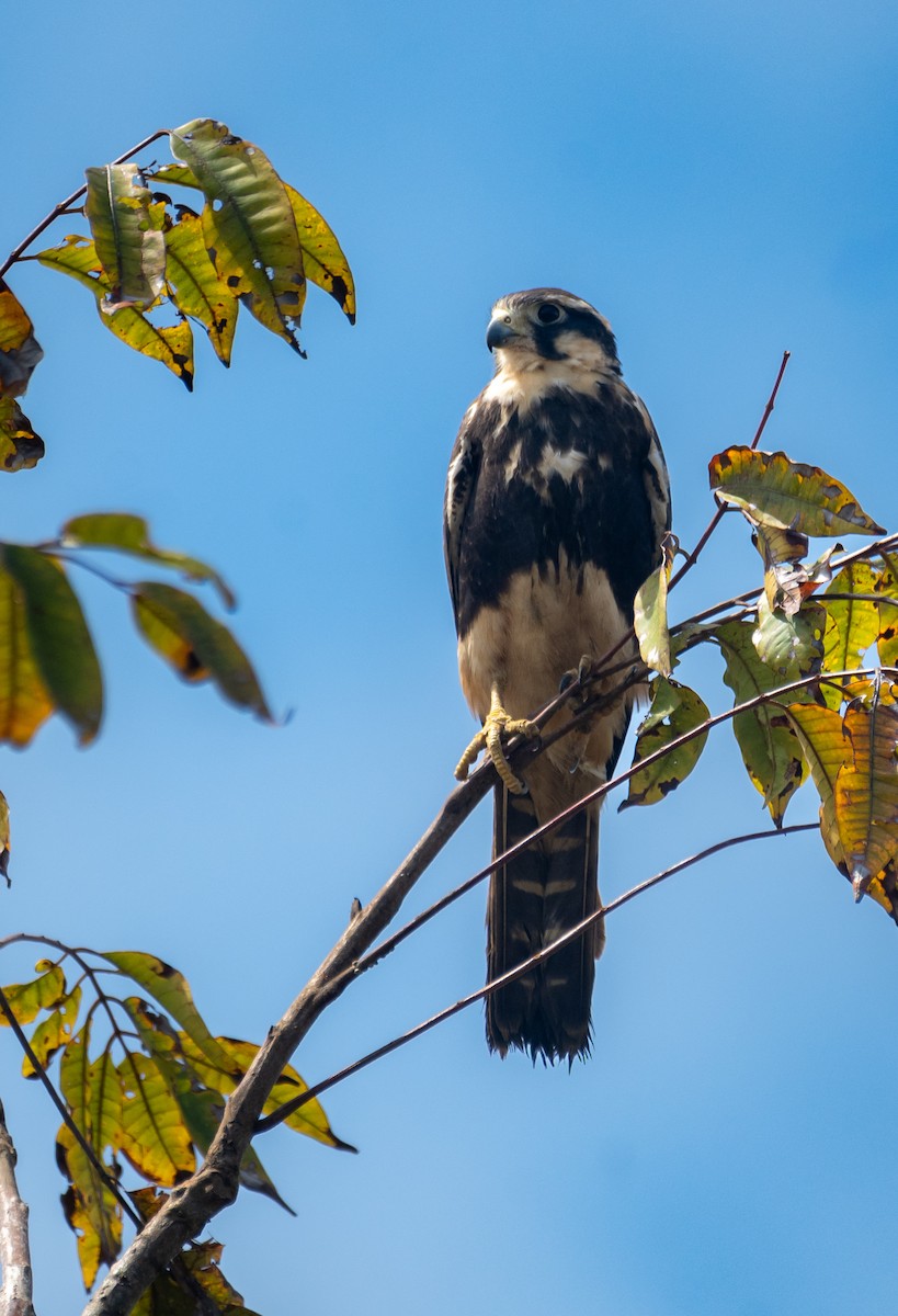 Aplomado Falcon - ML645519705