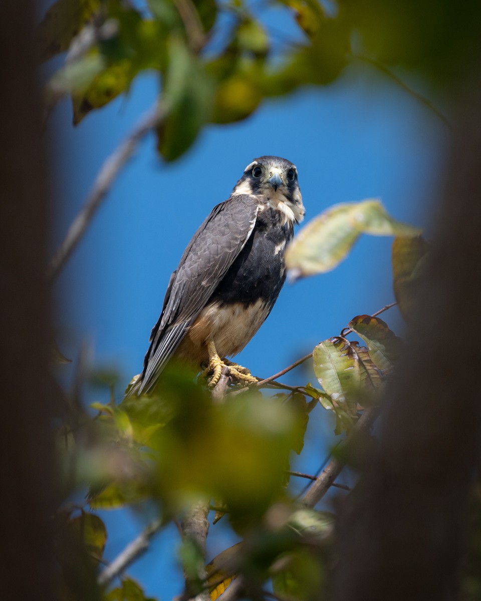 Aplomado Falcon - ML645519706