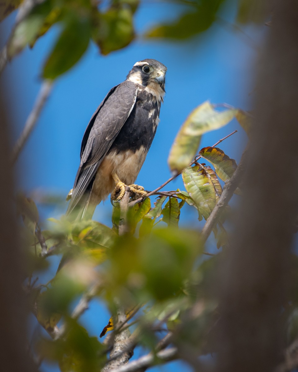 Aplomado Falcon - ML645519707