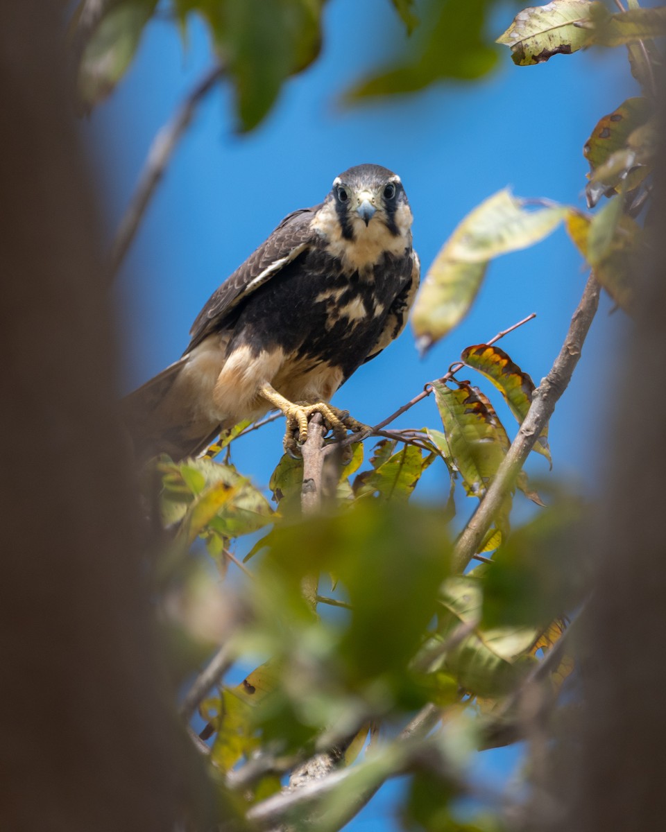 Aplomado Falcon - ML645519708