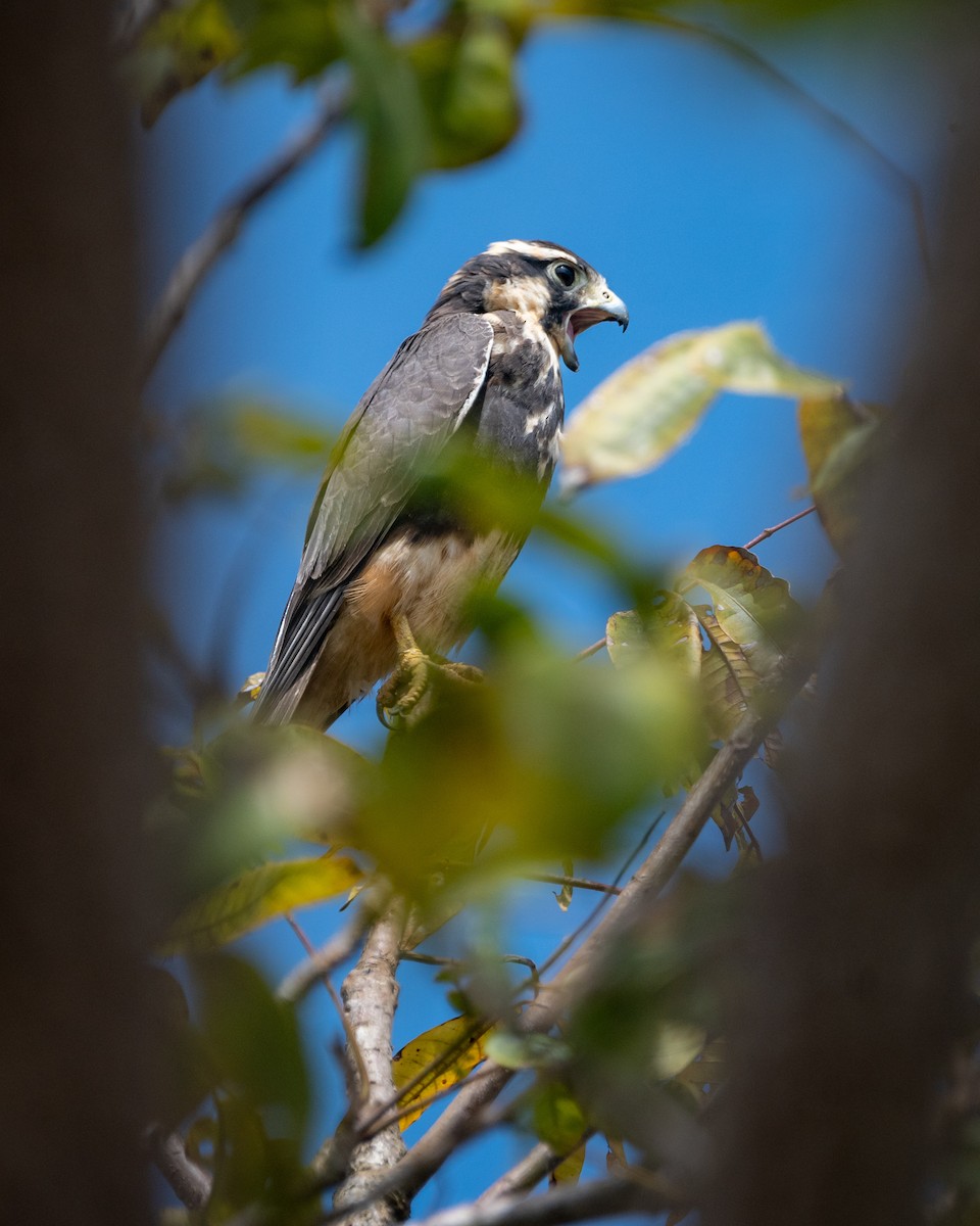 Aplomado Falcon - ML645519709