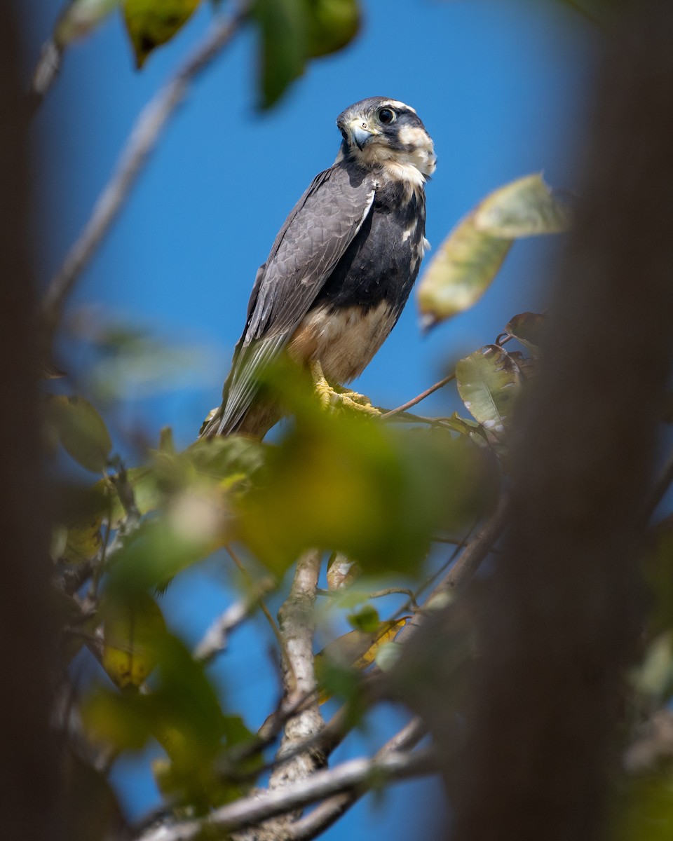 Aplomado Falcon - ML645519710