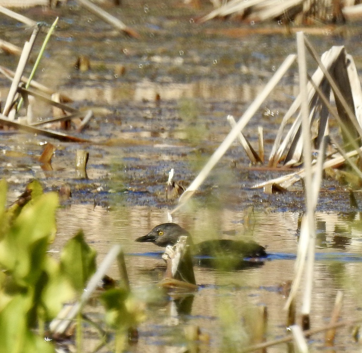 Least Grebe - ML645519714
