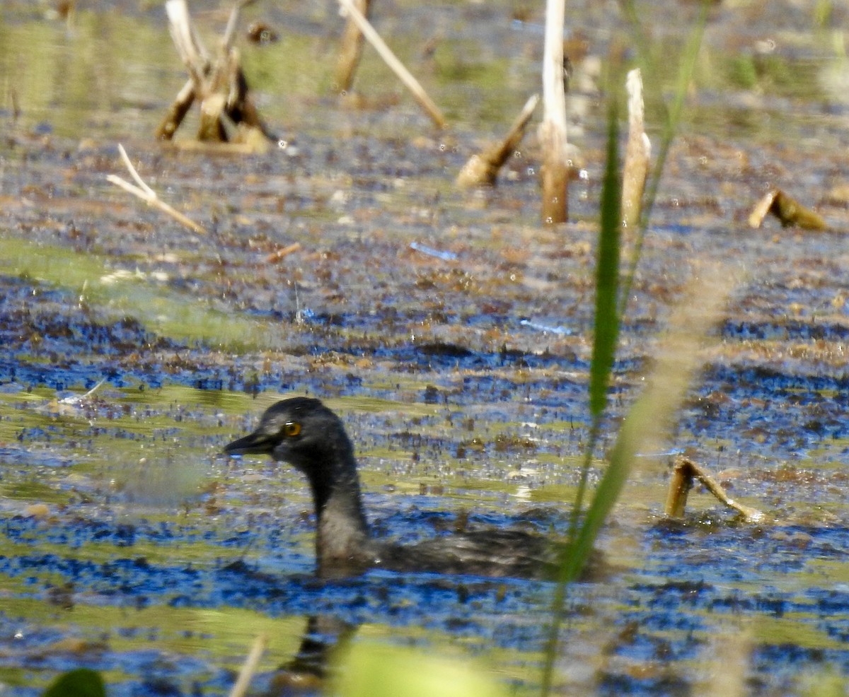 Least Grebe - ML645519715