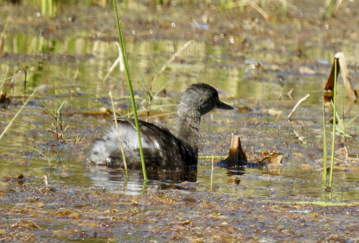 Least Grebe - ML645519716