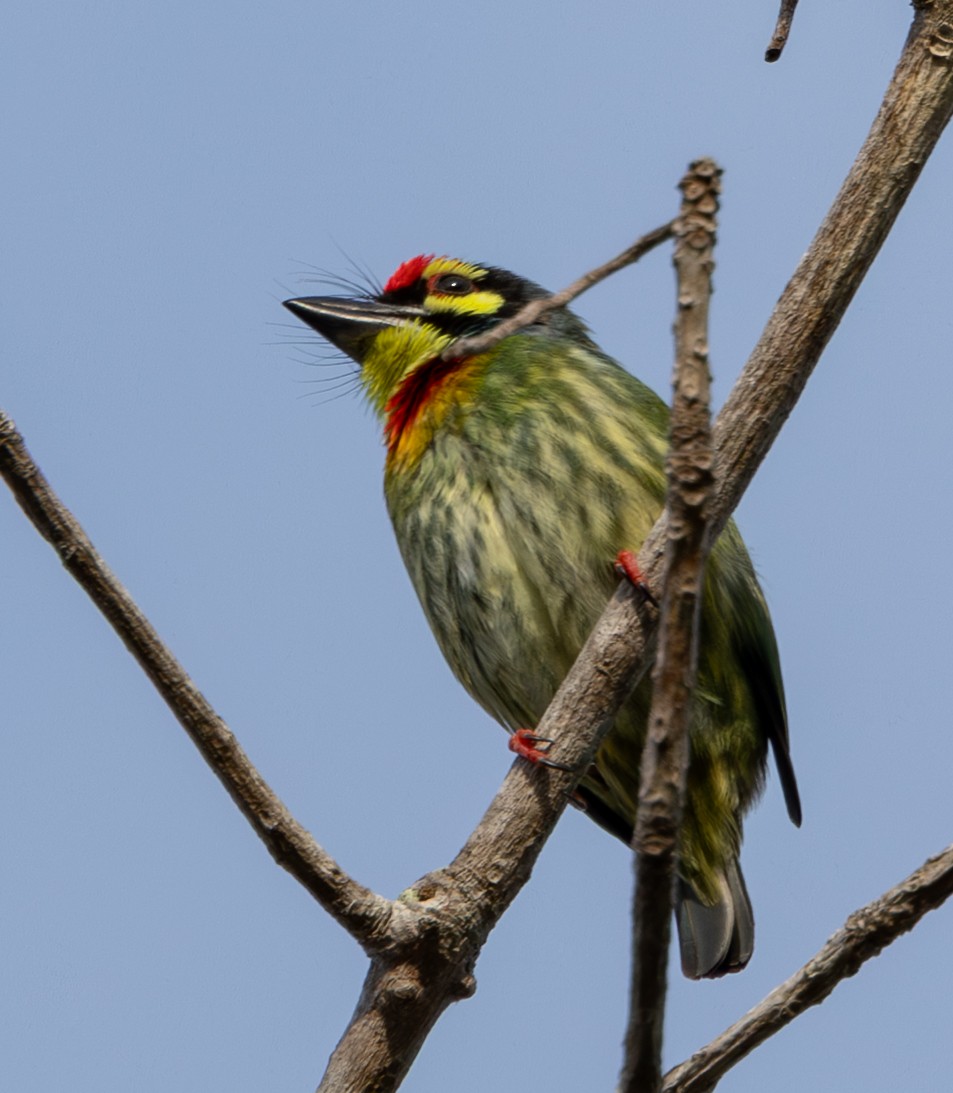Coppersmith Barbet - ML645519721
