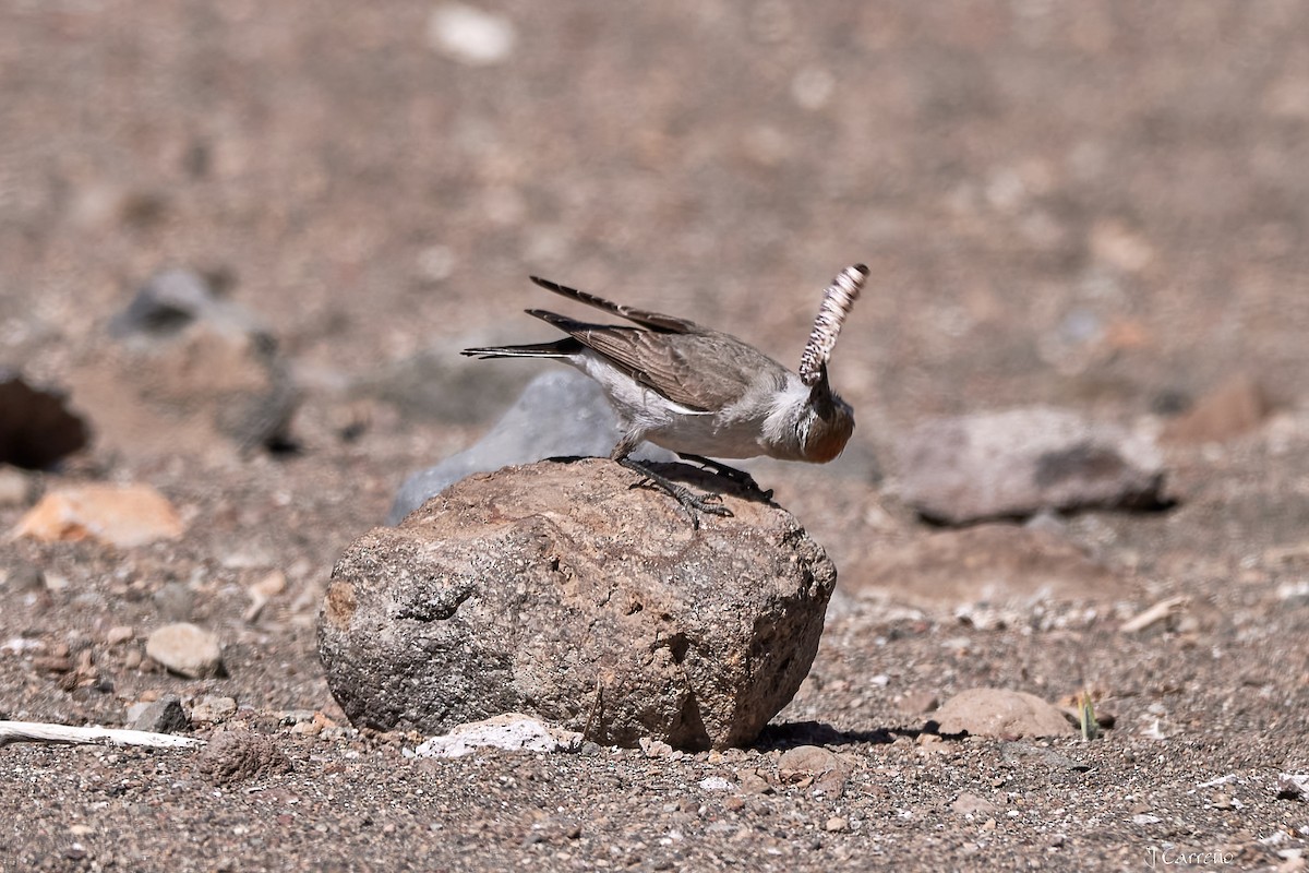 White-browed Ground-Tyrant - ML645519739