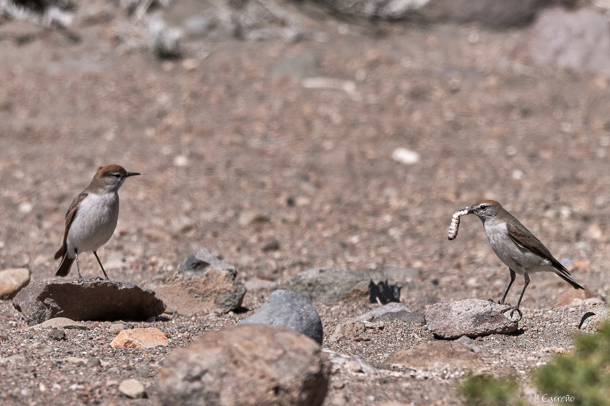 White-browed Ground-Tyrant - ML645519740