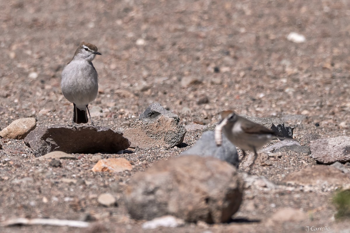 White-browed Ground-Tyrant - ML645519741