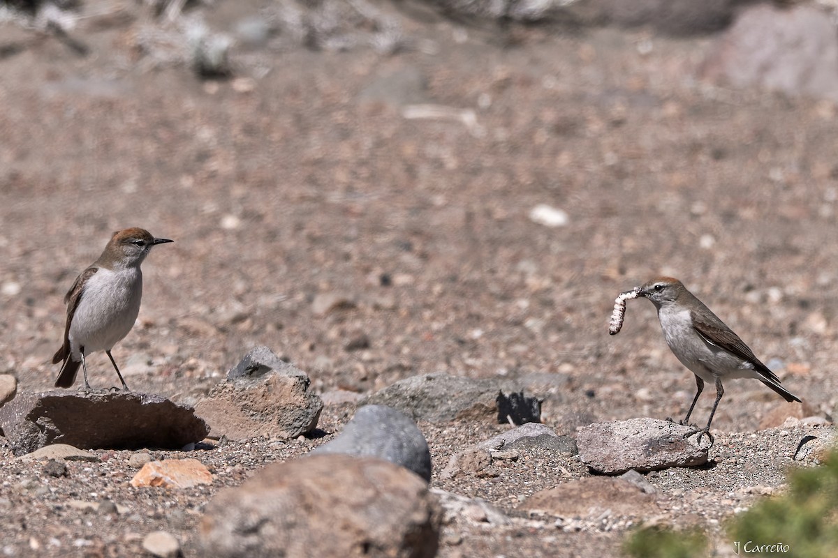 White-browed Ground-Tyrant - ML645519742