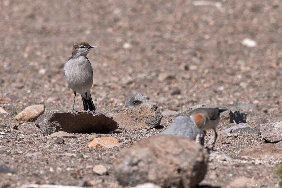 White-browed Ground-Tyrant - ML645519743