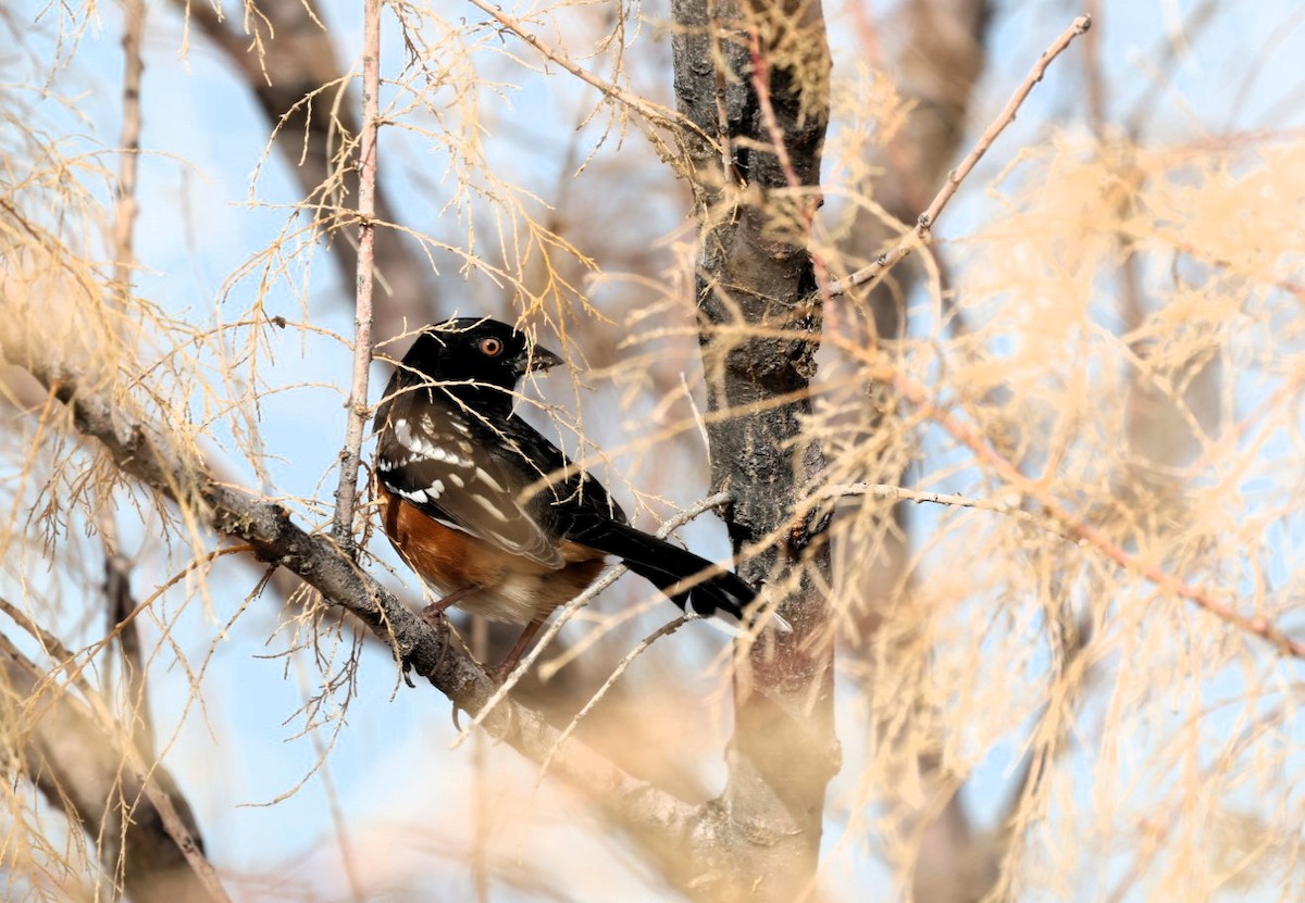 Spotted Towhee - ML645519761