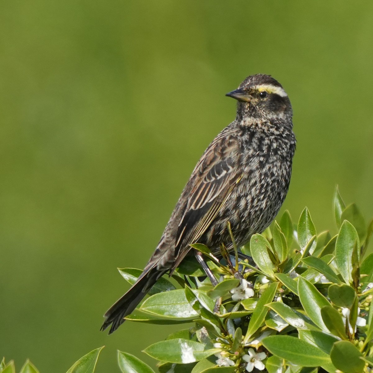 Yellow-winged Blackbird - ML645519778