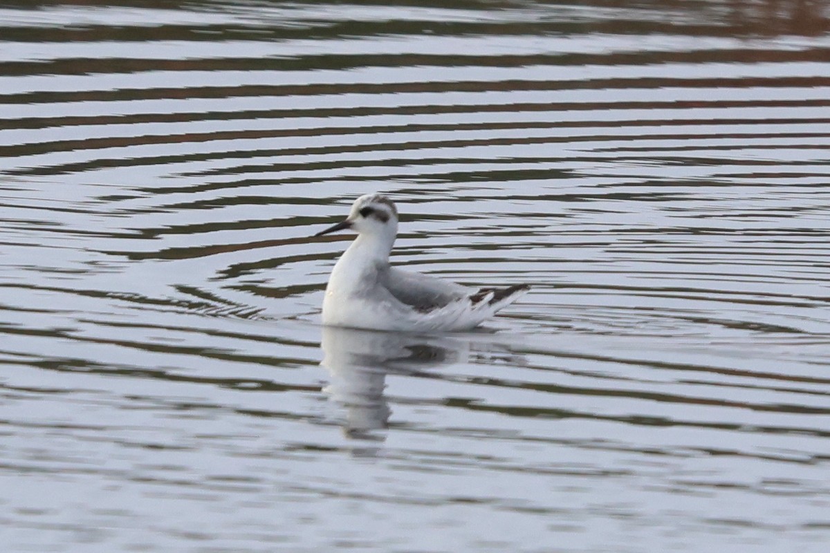Red/Red-necked Phalarope - ML645519780
