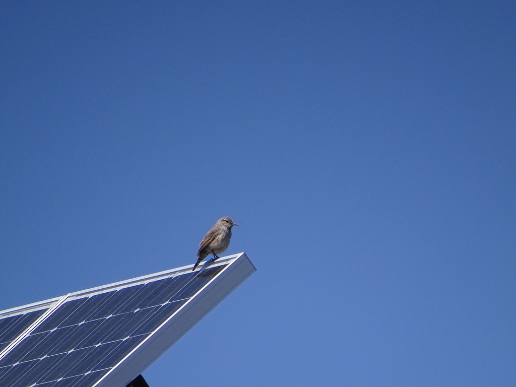 Rock Wren - ML645519793