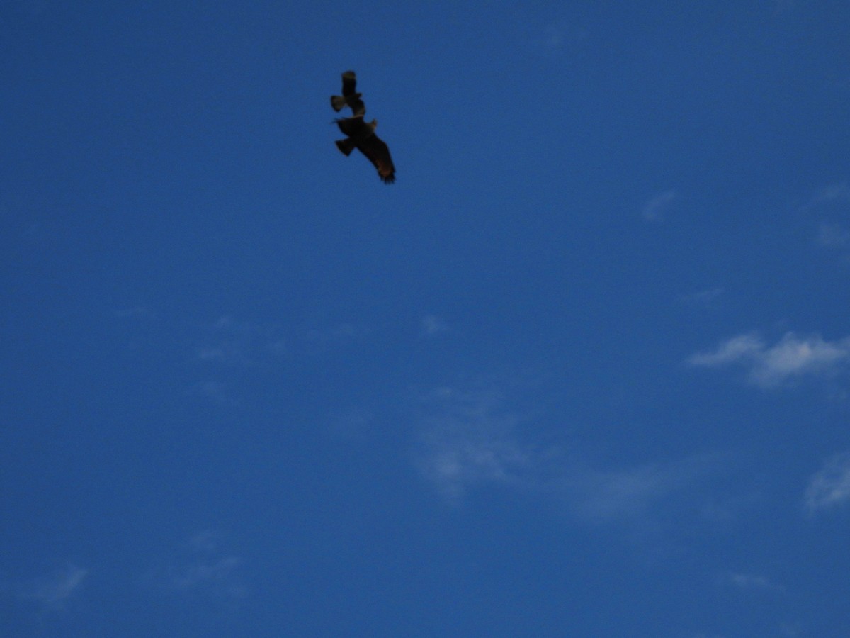 Саванный крабоед - ML645519794