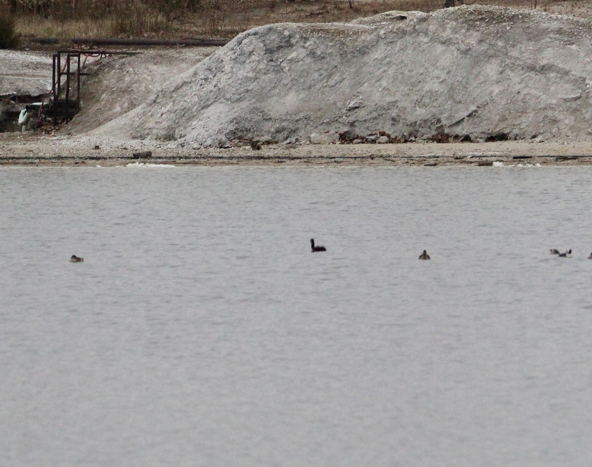 Red-necked Grebe - ML645519795