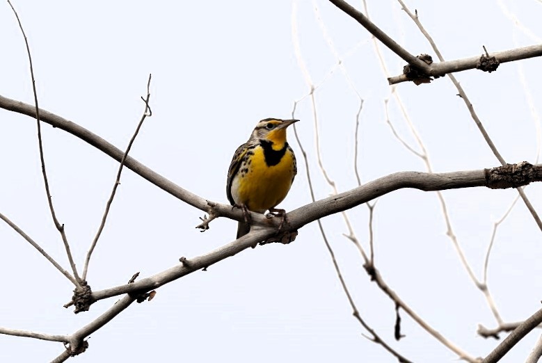Western Meadowlark - ML645519811