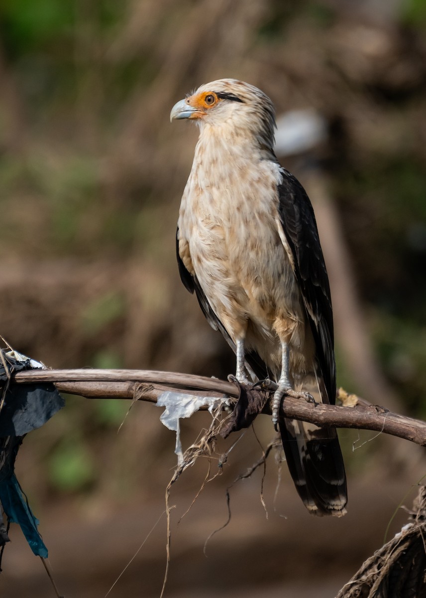 Yellow-headed Caracara - ML645519812