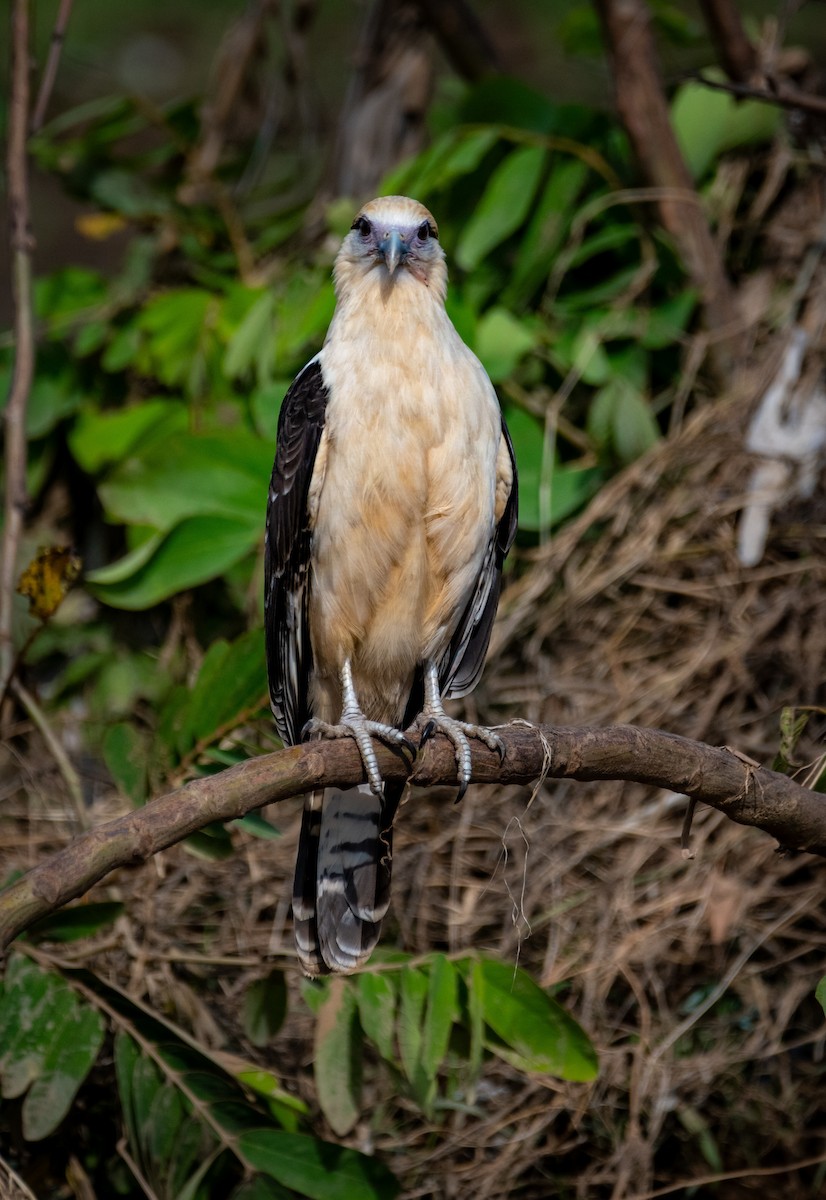 Yellow-headed Caracara - ML645519813