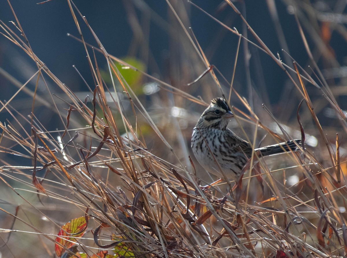 Savannah Sparrow - ML645519843