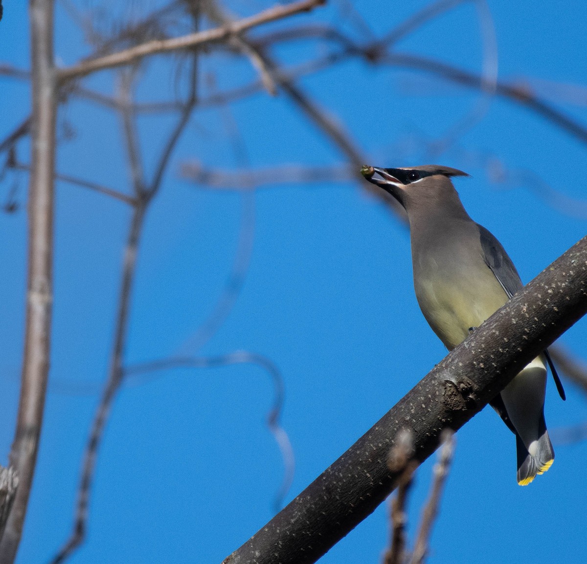 Cedar Waxwing - ML645519854