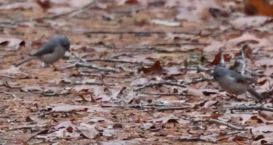 Tufted Titmouse - ML645519858