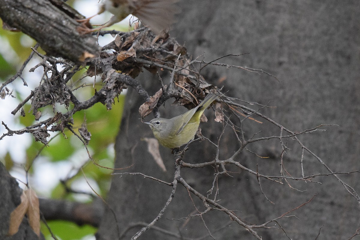 lesňáček hvězdičkový - ML645519859