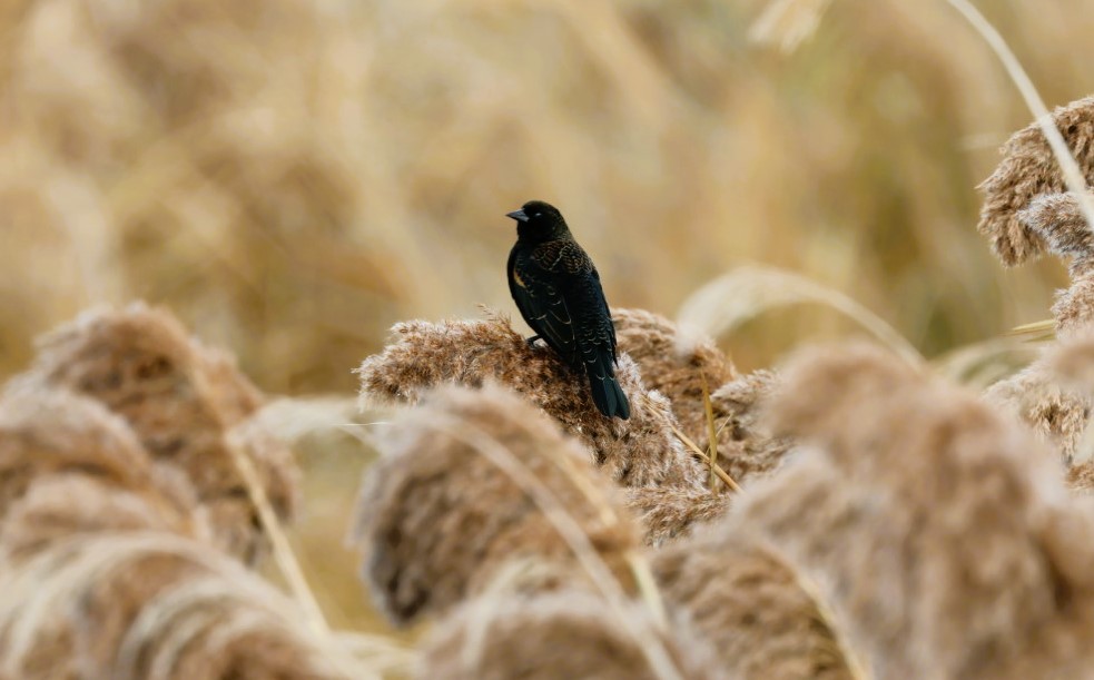 vlhovec červenokřídlý - ML645519860