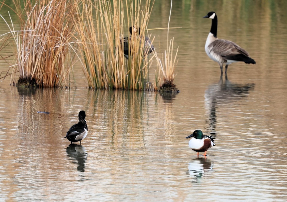 lžičák pestrý - ML645519878
