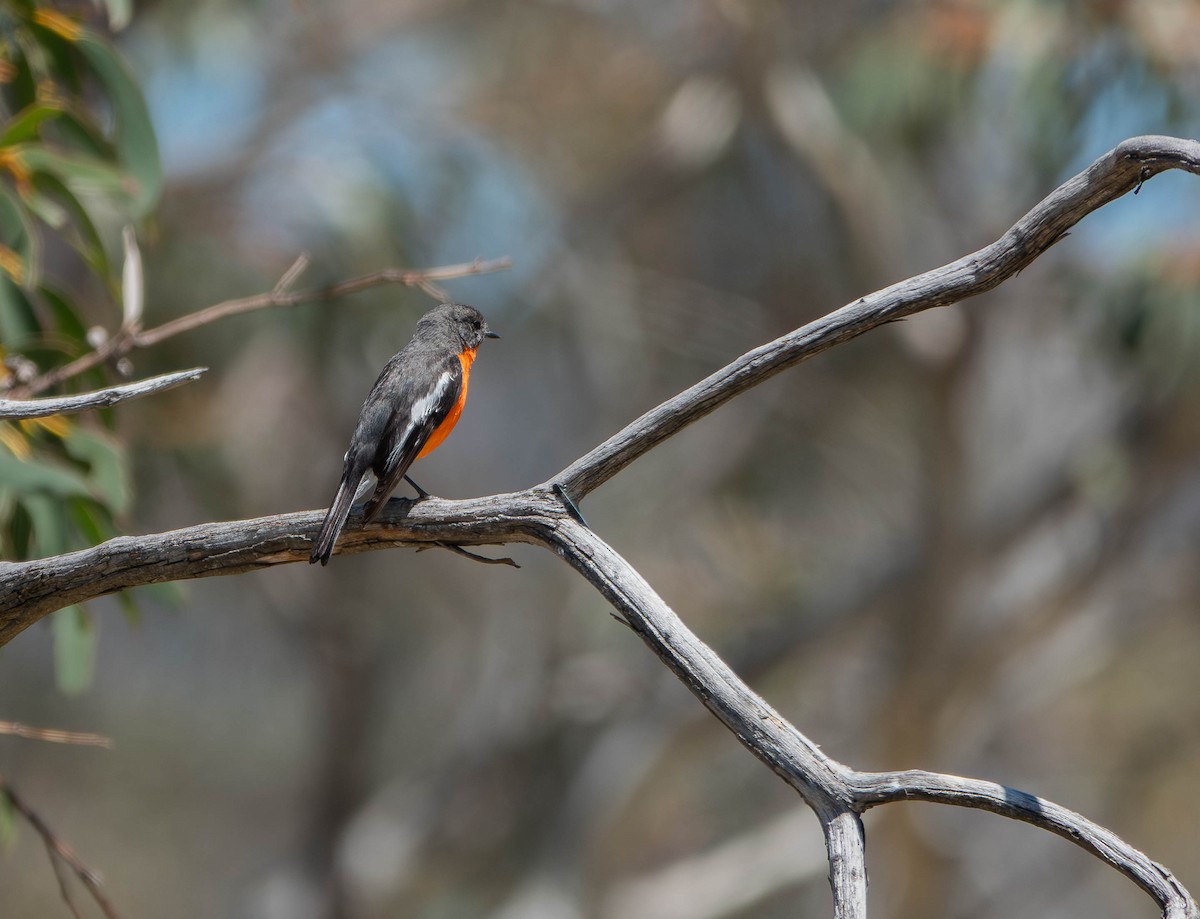 Flame Robin - ML645519879