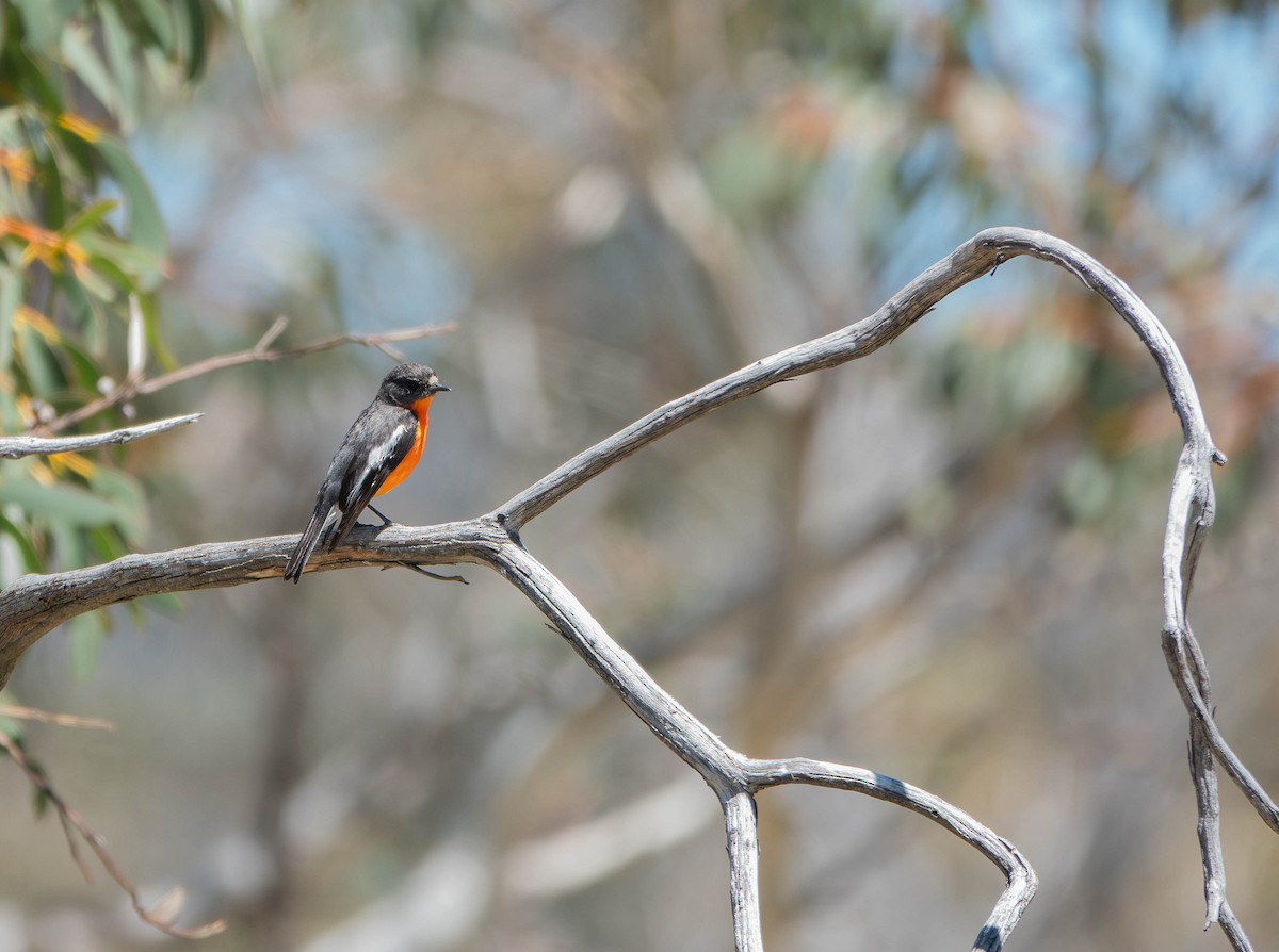 Flame Robin - ML645519880