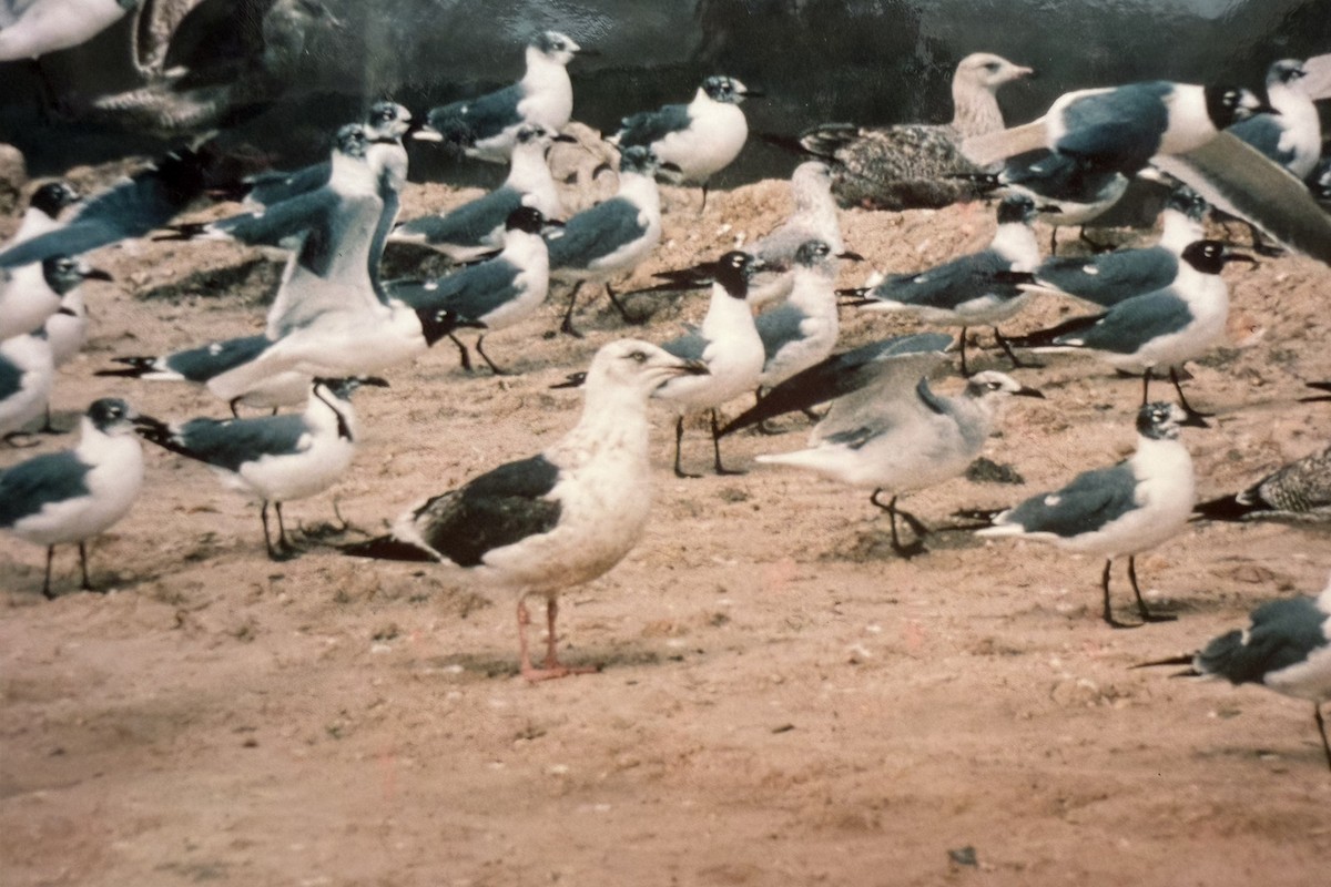 Slaty-backed Gull - ML645519893