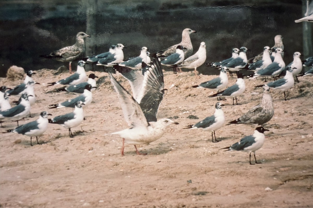 Slaty-backed Gull - ML645519900