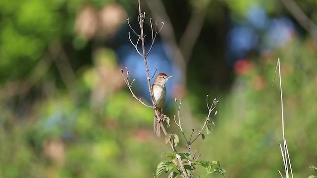Tawny Grassbird - ML645519904