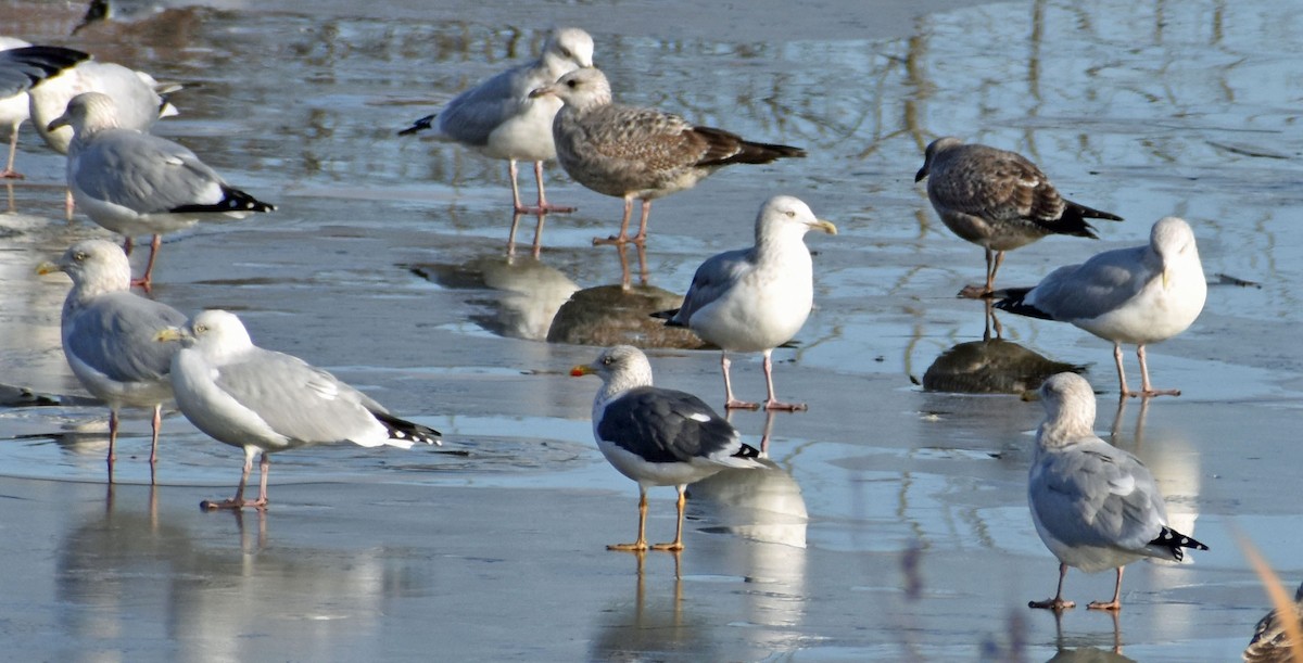 Бэсрэг цахлай - ML645519906