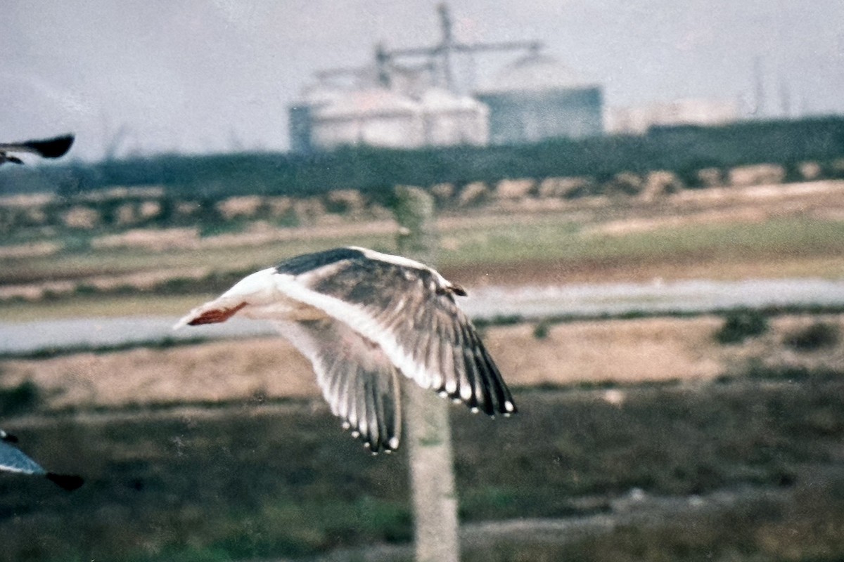 Slaty-backed Gull - ML645519907