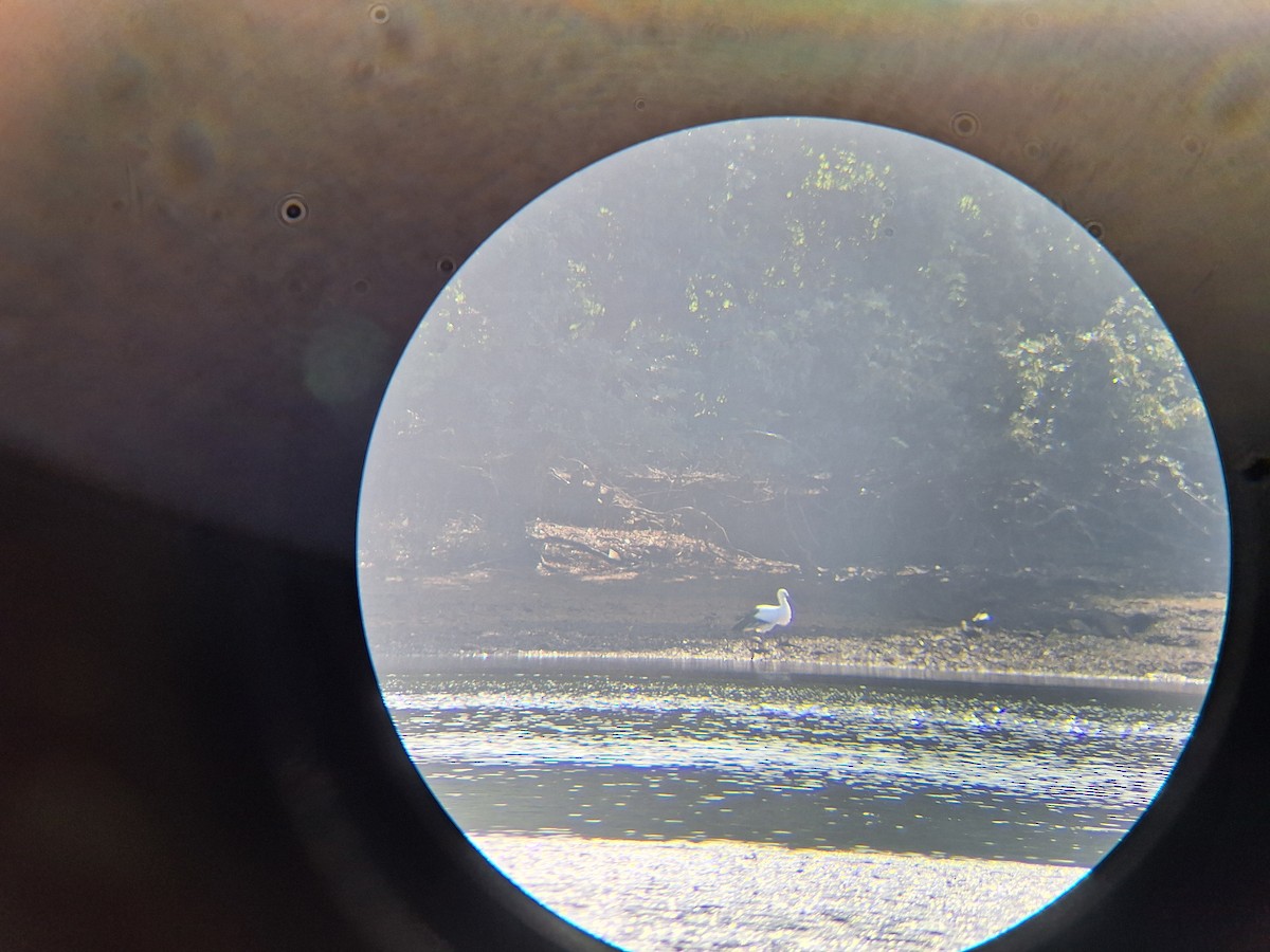 svartnebbstork - ML645519910