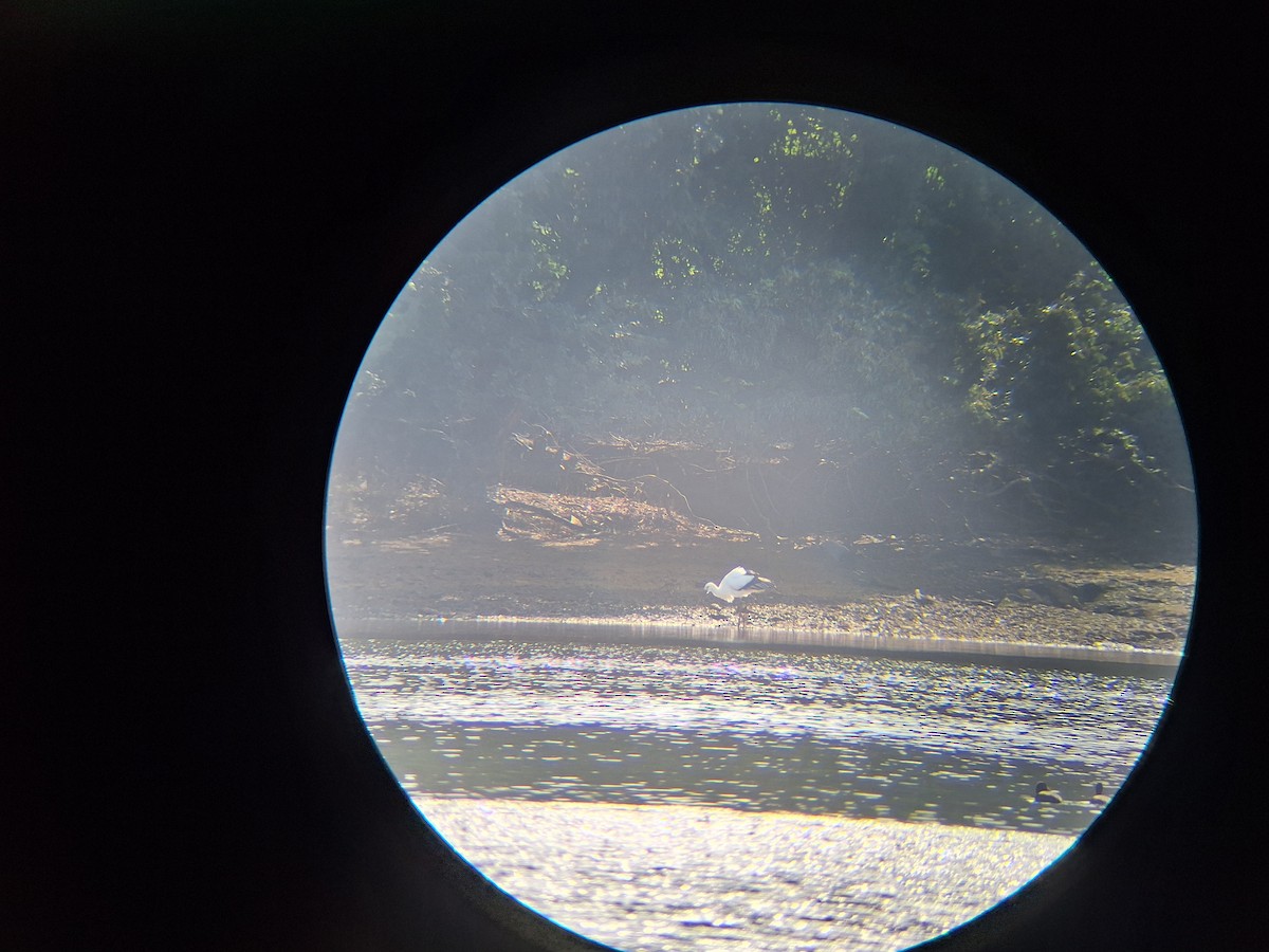 svartnebbstork - ML645519911