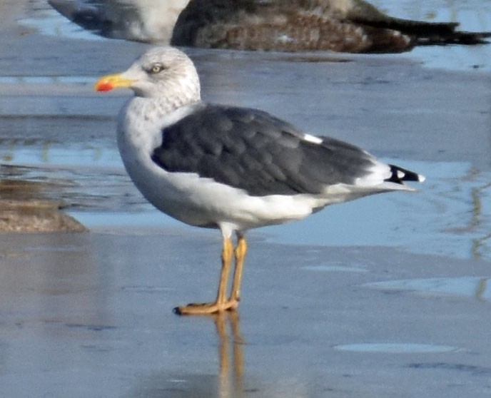 Бэсрэг цахлай - ML645519917